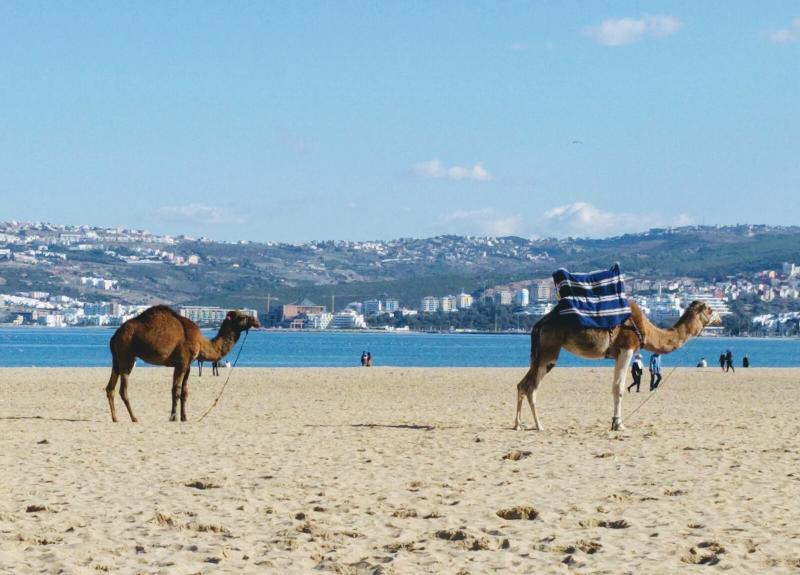 Camels!
