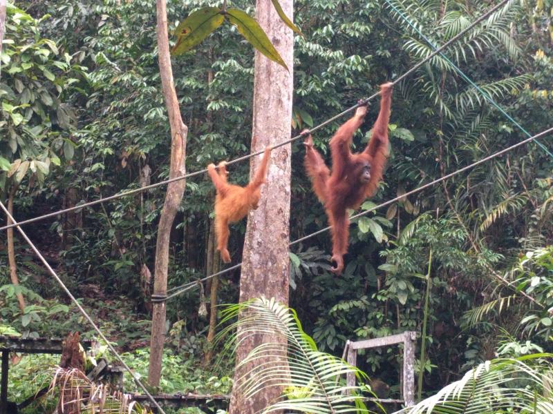 Male Orangutan The Semenggoh Wildlife Rehabilitation Centre Mother and child orangutan
