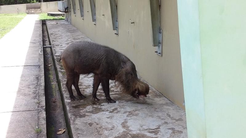 Wild pig seen near Bako National Park