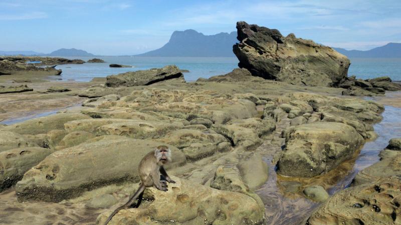 Macaque monkey on the beach in Bako National Park