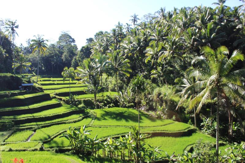 Tegallalang Rice Terrace